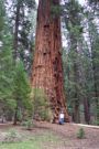 mom being outsized by a sequoia